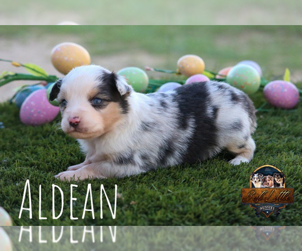 Medium Photo #28 Miniature Australian Shepherd Puppy For Sale in GRANBURY, TX, USA