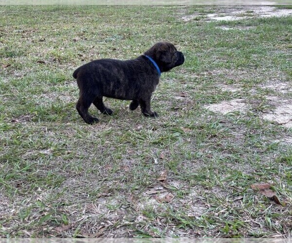 Medium Photo #7 Rotticorso Puppy For Sale in REEVESVILLE, SC, USA