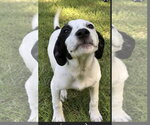 Small Photo #2 American Staffordshire Terrier-Beagle Mix Puppy For Sale in Southbury, CT, USA