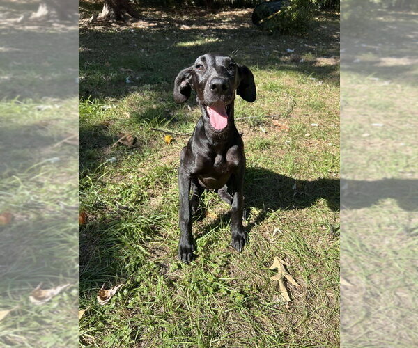Medium Photo #3 Great Dane Puppy For Sale in Bullard, TX, USA
