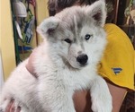 Small Photo #6 Siberian Husky Puppy For Sale in ASHLAND, MO, USA