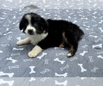 Small #2 Australian Shepherd