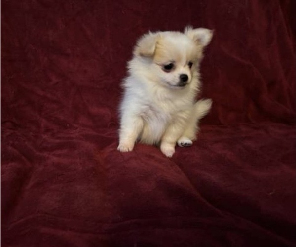 Medium Photo #1 Chihuahua Puppy For Sale in HUBERT, NC, USA
