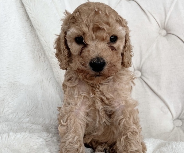 Medium Photo #2 Cock-A-Poo Puppy For Sale in CONCORD, NC, USA