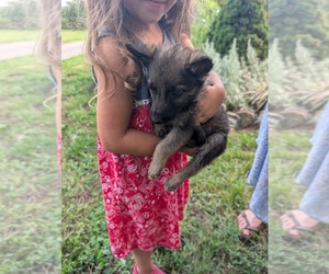 German Shepherd Dog Puppy for sale in lynchburg, VA, USA
