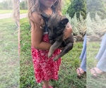 Small German Shepherd Dog
