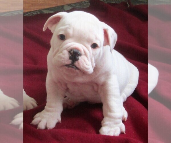 Medium Photo #8 Bulldog Puppy For Sale in LITTLEROCK, CA, USA