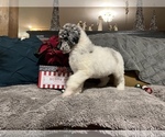 Small Photo #9 Poodle (Standard) Puppy For Sale in HENRY, VA, USA