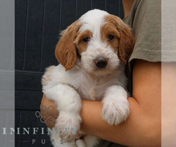 Medium Photo #4 Goldendoodle Puppy For Sale in LANCASTER, PA, USA