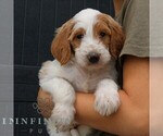 Small #3 Goldendoodle