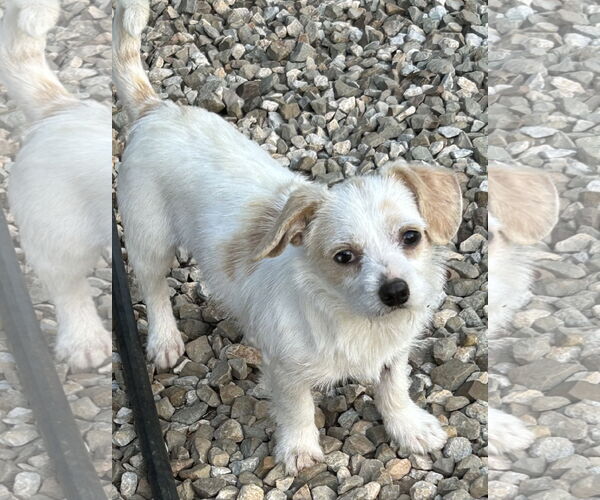 Medium Photo #1 Mutt Puppy For Sale in Rockaway, NJ, USA