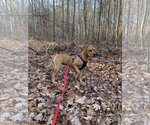 Small Photo #4 Rhodesian Ridgeback-Unknown Mix Puppy For Sale in Holly Springs, NC, USA