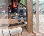 Small #10 Cane Corso