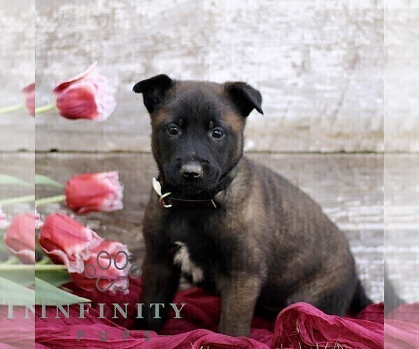 Medium Photo #5 Belgian Malinois Puppy For Sale in RONKS, PA, USA