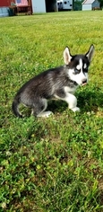 Siberian Husky Puppy for sale in EXCELLO, MO, USA