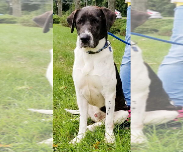 Medium Photo #25 Labrador Retriever-Unknown Mix Puppy For Sale in Rockaway, NJ, USA