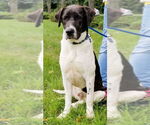 Small #24 Labrador Retriever Mix