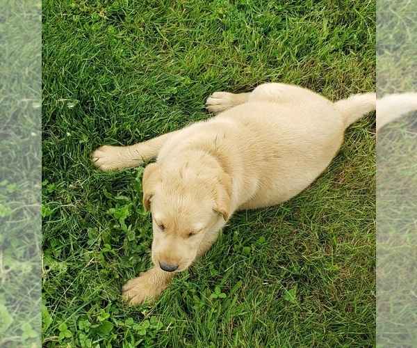 Medium Photo #2 Labrador Retriever Puppy For Sale in OLYMPIA, WA, USA