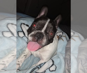 French Bulldog Puppy for sale in MODESTO, CA, USA