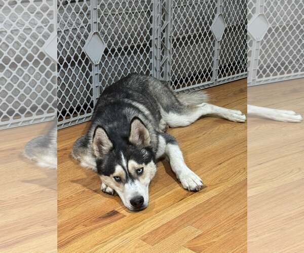 Medium Photo #1 Siberian Husky-Unknown Mix Puppy For Sale in Woodbury, NY, USA