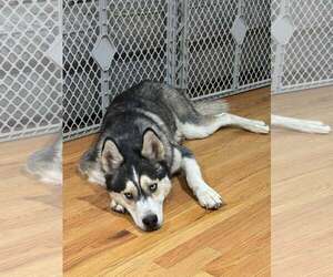 Siberian Husky-Unknown Mix Dogs for adoption in Woodbury, NY, USA