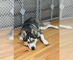 Small Siberian Husky Mix