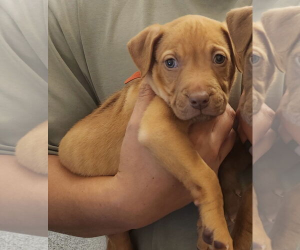 Medium Photo #4 Mutt Puppy For Sale in Euless, TX, USA