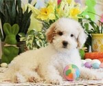 Puppy Dallas Bernedoodle (Miniature)