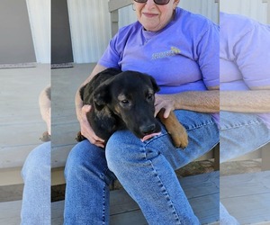 Catahoula Leopard Dog-Unknown Mix Dogs for adoption in Farmerville, LA, USA