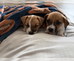Jack Russell Terrier Puppy for sale in MONTICELLO, FL, USA