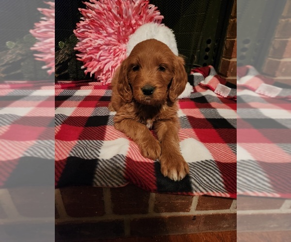 Medium Photo #7 Goldendoodle Puppy For Sale in FLOWER MOUND, TX, USA