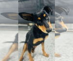 Small #1 Mutt