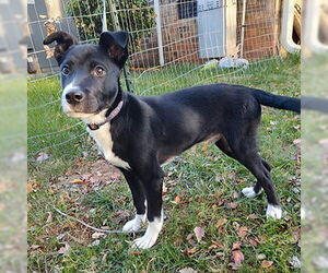 Jasper - Male Retriever -Unknown Mix Dog for Adoption - Photo #6