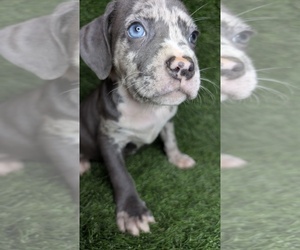 American Bully Puppy for sale in GROVETOWN, GA, USA