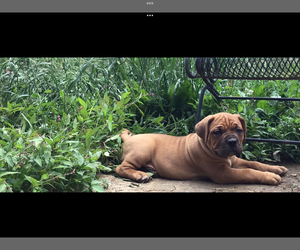 Dogue de Bordeaux Puppy for sale in KEMPTON, PA, USA