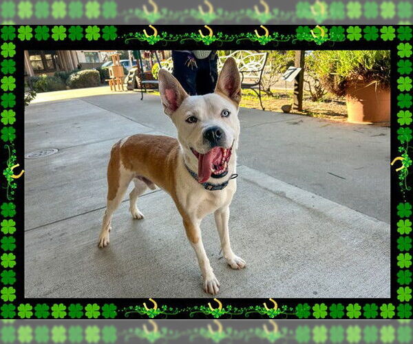 Medium Photo #2 American Pit Bull Terrier Puppy For Sale in Ojai, CA, USA