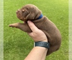 Puppy Blue Catahoula Leopard Dog