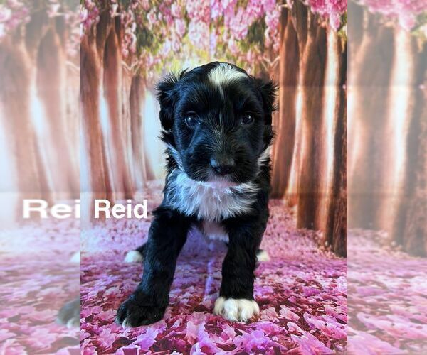 Medium Photo #1 Portuguese Water Dog Puppy For Sale in OAKLAND, MI, USA