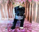 Small Photo #1 Portuguese Water Dog Puppy For Sale in OAKLAND, MI, USA