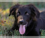 Small Border Collie Mix