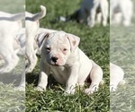 Small Photo #2 American Bulldog Puppy For Sale in PLUMAS LAKE, CA, USA