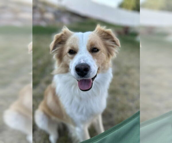Medium Photo #1 Border Collie-Unknown Mix Puppy For Sale in Sandy, UT, USA
