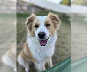 Border Collie-Unknown Mix Dogs for adoption in Sandy, UT, USA