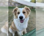 Small Border Collie Mix