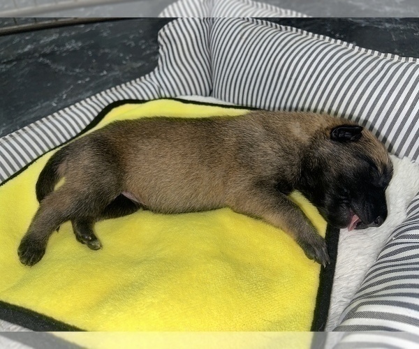 Medium Photo #256 Belgian Malinois Puppy For Sale in REESEVILLE, WI, USA