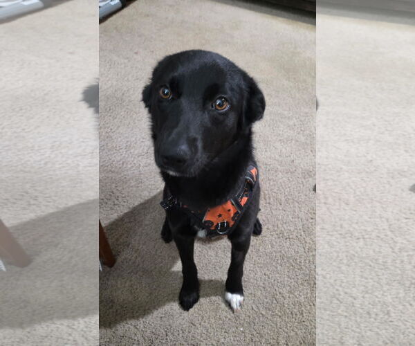 Medium Photo #3 Mutt Puppy For Sale in Bellevue, WA, USA