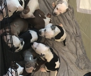 American Staffordshire Terrier Puppy for sale in LEARY, GA, USA