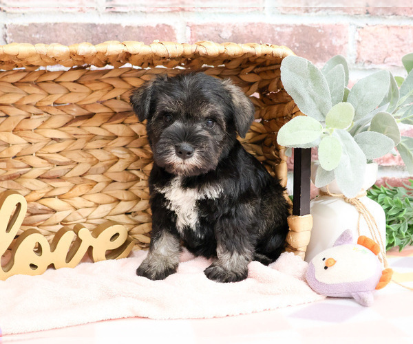 Medium Photo #12 Schnauzer (Miniature) Puppy For Sale in SYRACUSE, IN, USA