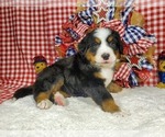 Puppy Denmark Bernese Mountain Dog