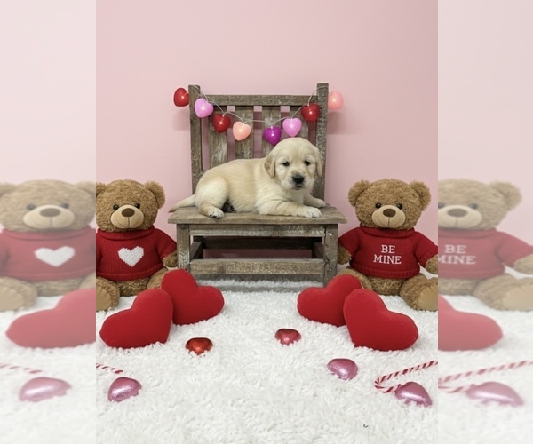 Medium Photo #1 Golden Retriever Puppy For Sale in PEEBLES, OH, USA